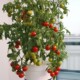 hydroponisch angebaute tomaten