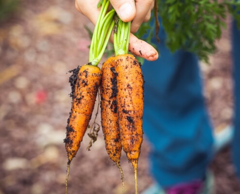 Karotten Gemüse zu Hause im Herbst