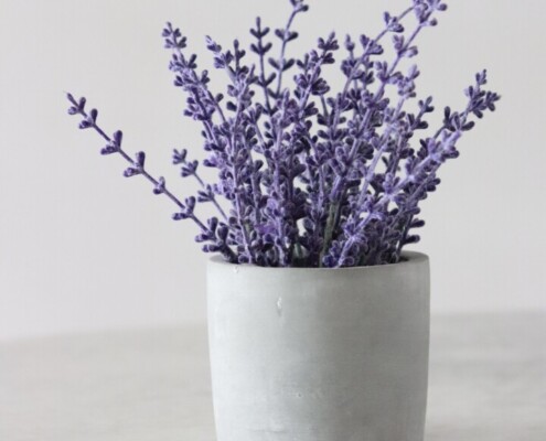 Lavendel im Haus anbauen