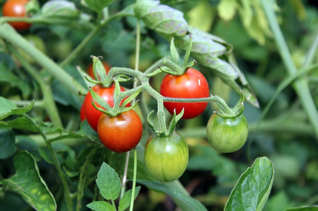 Tomatensorte für Indoor-Garten