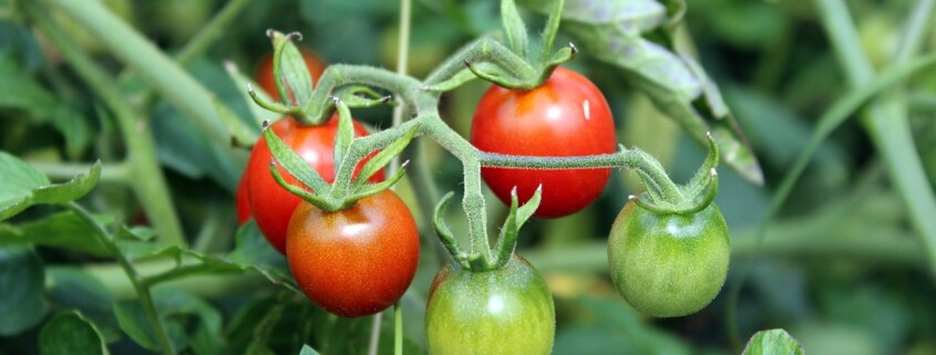 Tomatensorte für Indoor-Garten