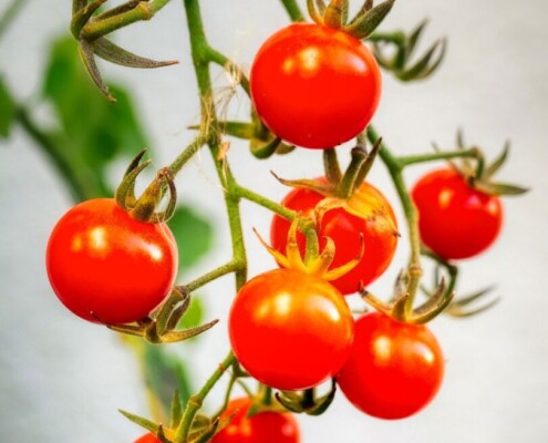 Tomatensorten cherrytomaten