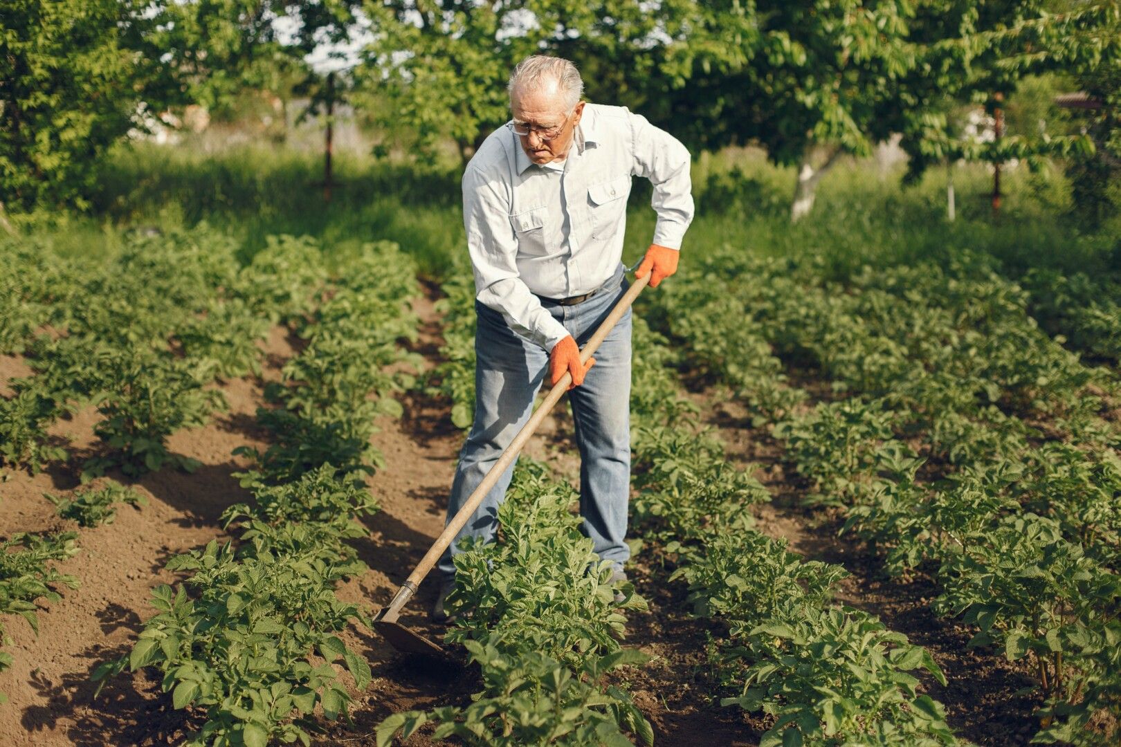 Garten So viel sollte pro Person im Garten angebaut werden
