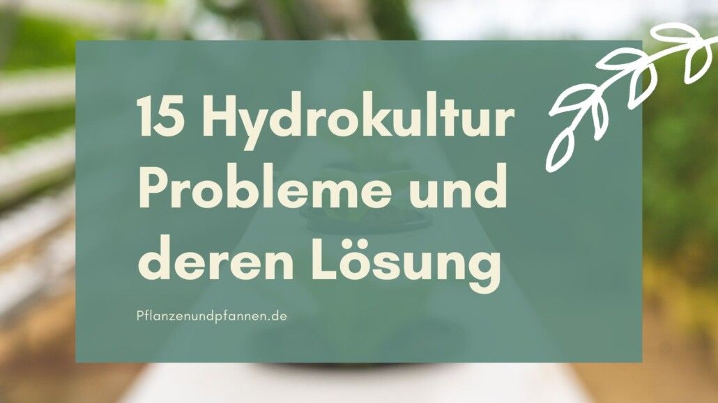 Hydrokultur Probleme