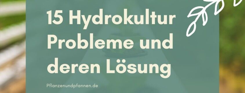 Hydrokultur Probleme