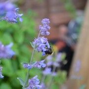 Echter Salbei Pflanzen, Pflegen und Vermehren von Salvia officinalis