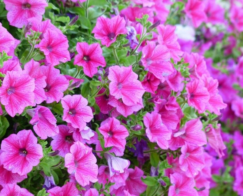 Pelargonien Pflegen Alles, was Sie über die Pflege von Geranien wissen