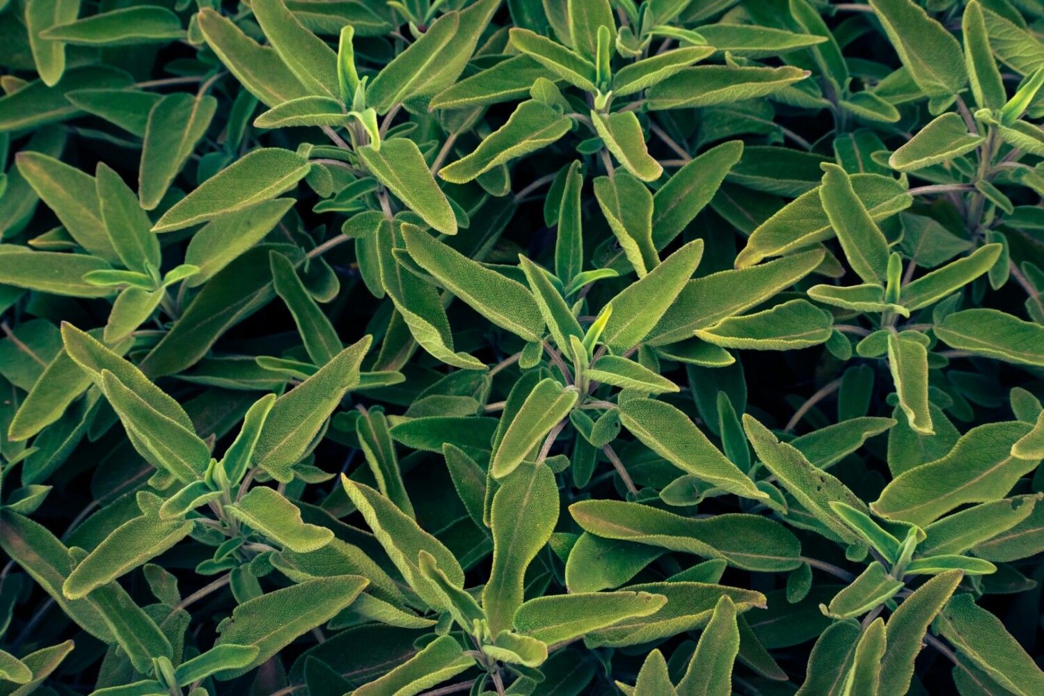 Echter Salbei Pflanzen, Pflegen und Vermehren von Salvia officinalis