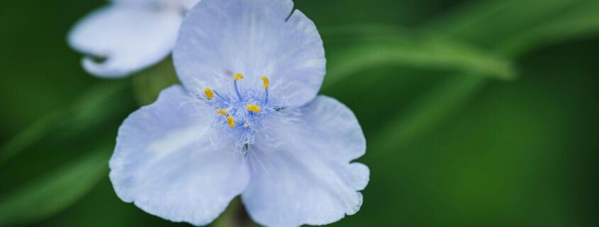 Tradescantia